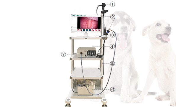 动物内窥镜在犬病中的临床应用